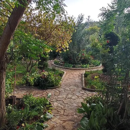 Olive Island Apartment Nevidane